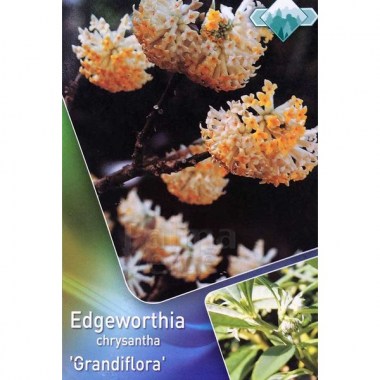 bloemen-flowers-edgeworthia-chrysantha-grandiflora (1)
